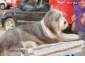 Concurso canino - 32 Concurso canino - 32